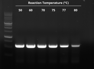 OneScript Hot Thermostability Gel Image