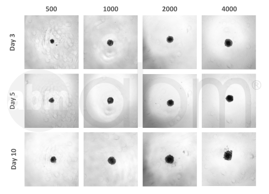T3902 GFP expressing AC16 stable cell line spheroid data