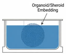 Thick gel ECM workflow for organoid and spheroid embedding using 3DCelMatrix
