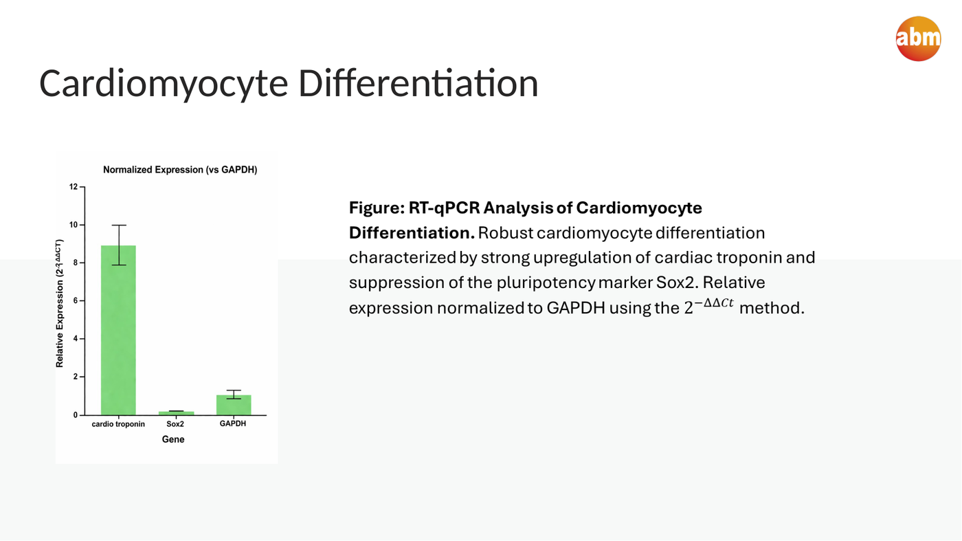 RT-qPCR validation data for human embryonic stem cell-derived cardiomyocyte differentiation