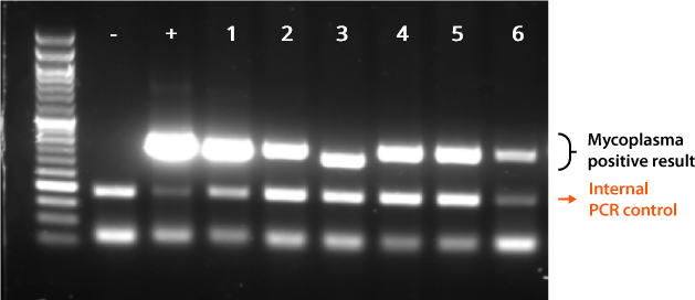 Mycoplasma Pro PCR Detection Kit gel